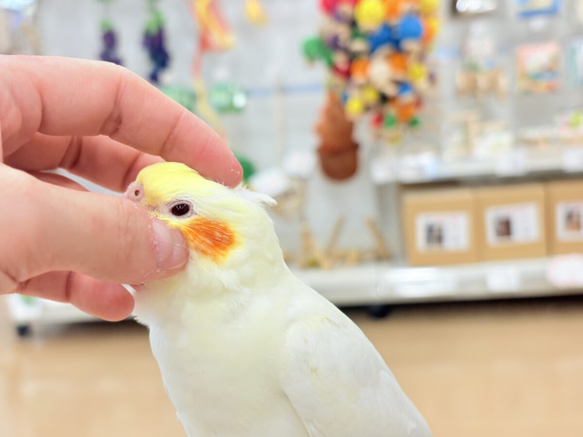 オカメインコ