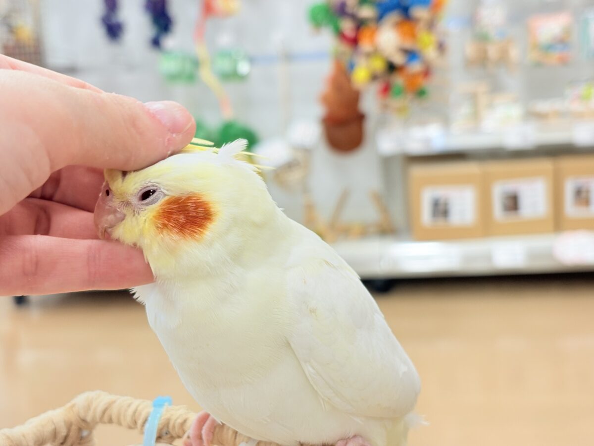 オカメインコ