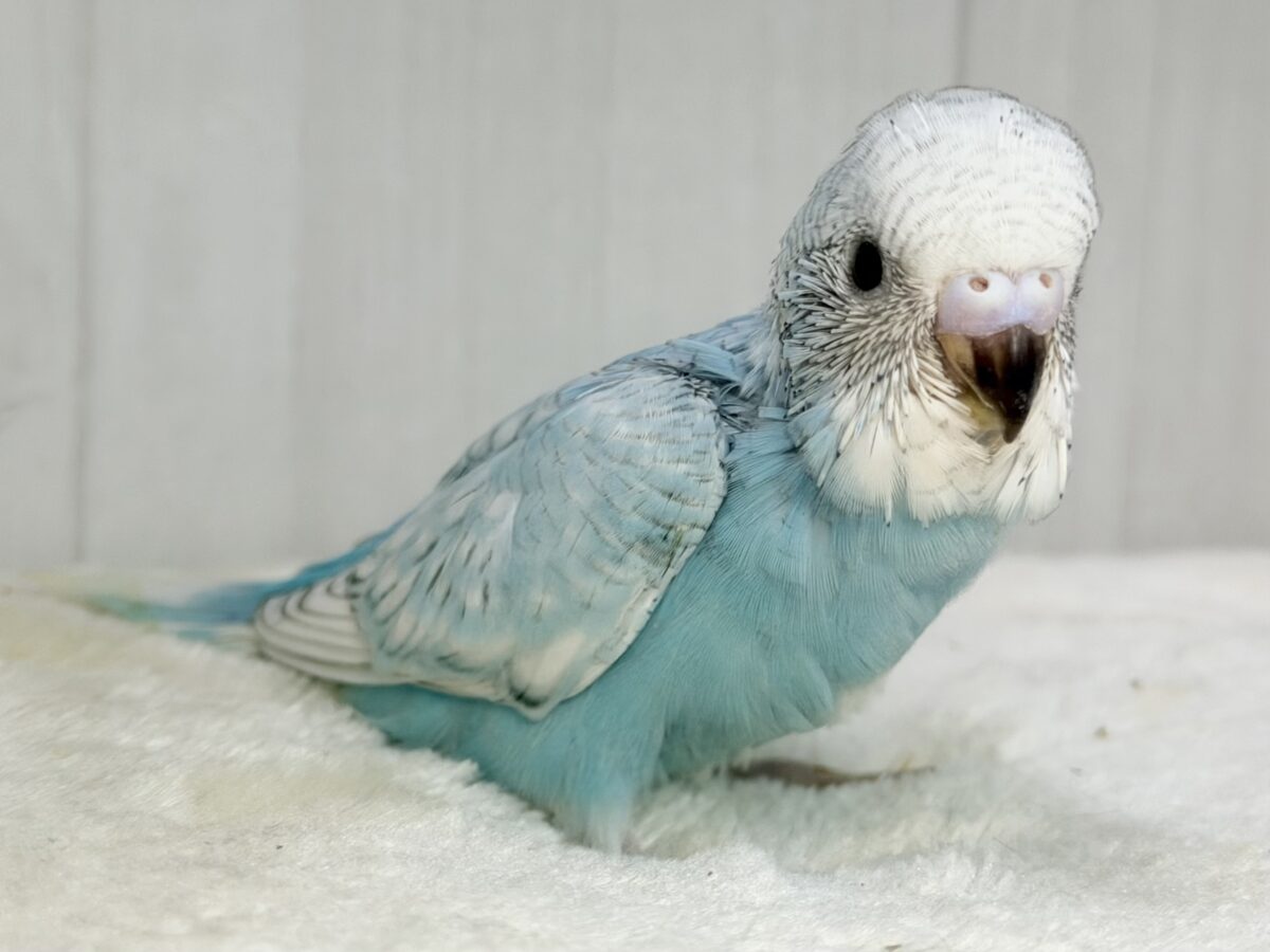 明るい水色️🩵ライトブルーの綺麗なセキセイインコのヒナ入荷しました❤️