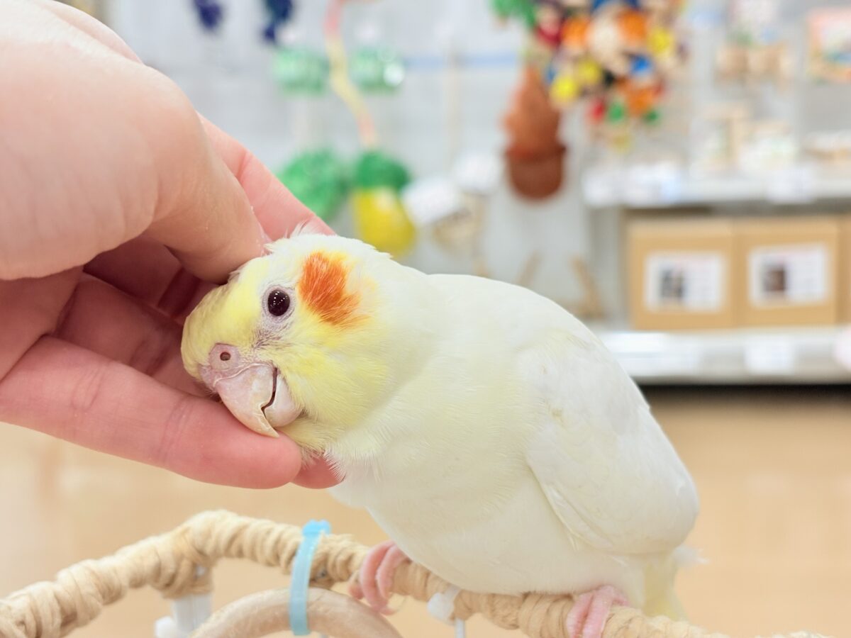 オカメインコ