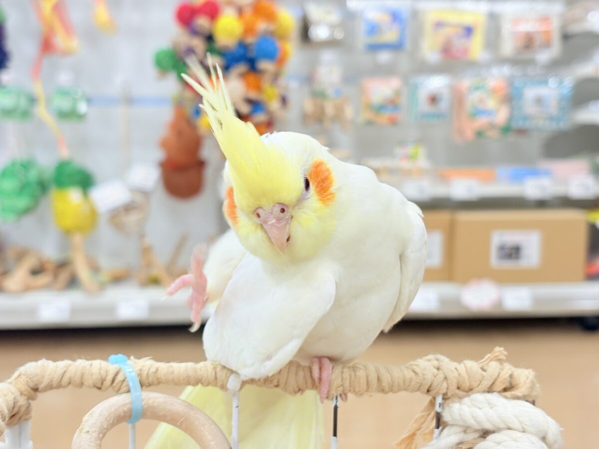 オカメインコ
