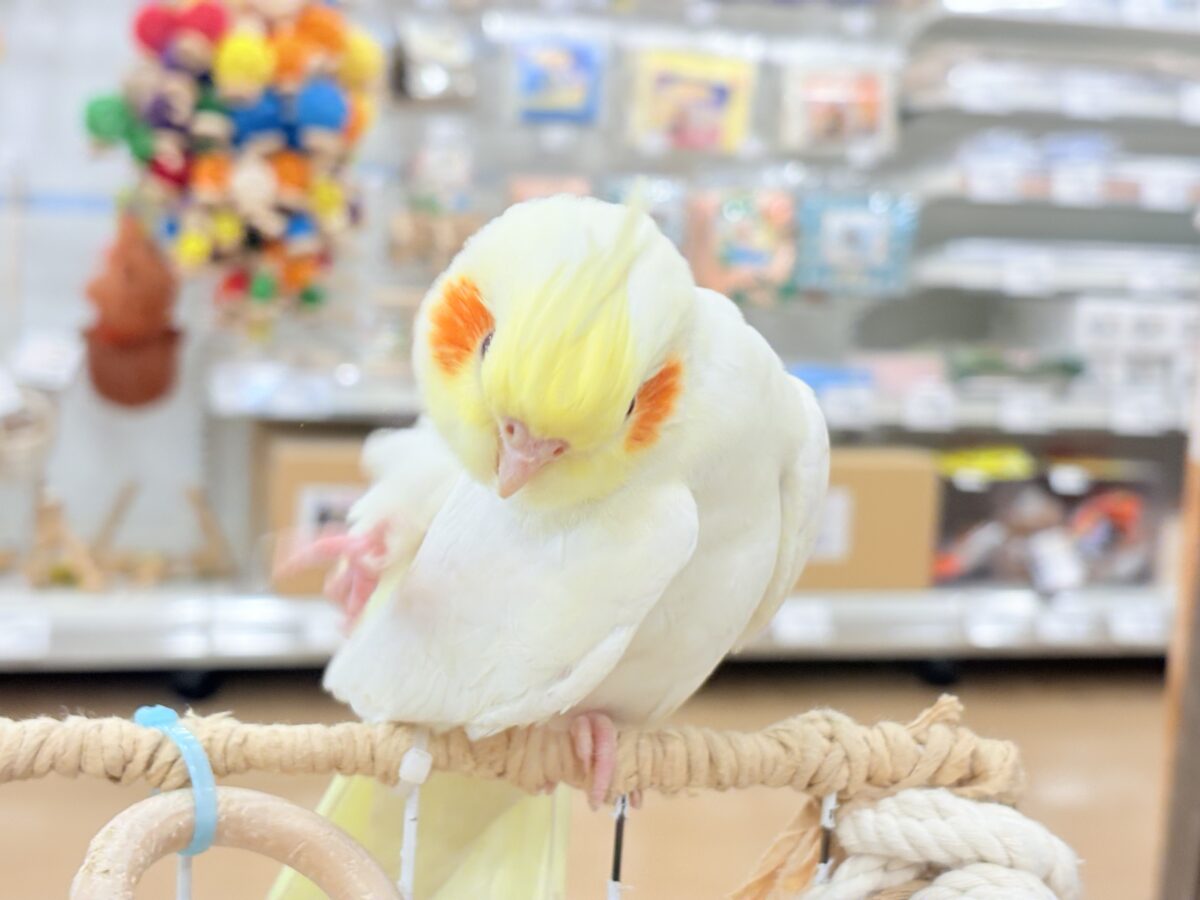 オカメインコ