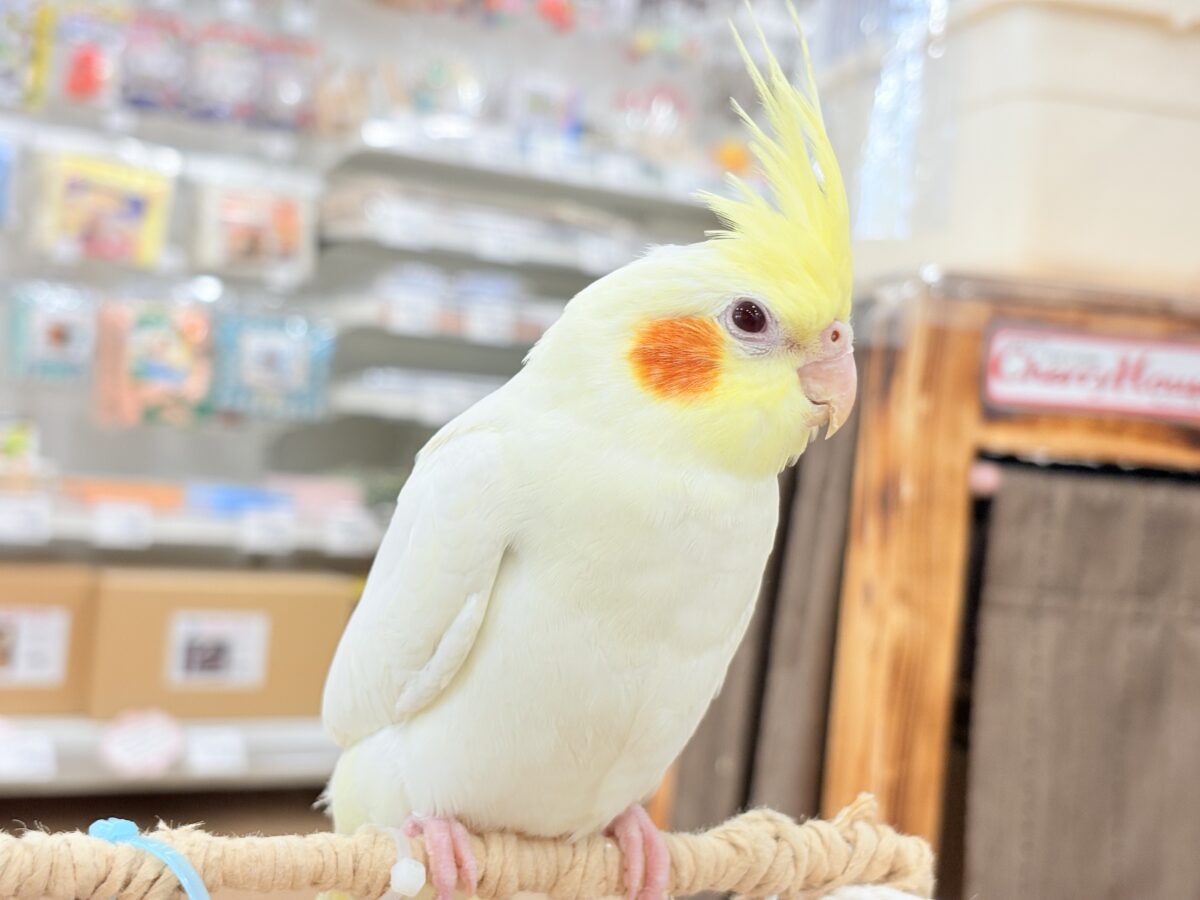 オカメインコ