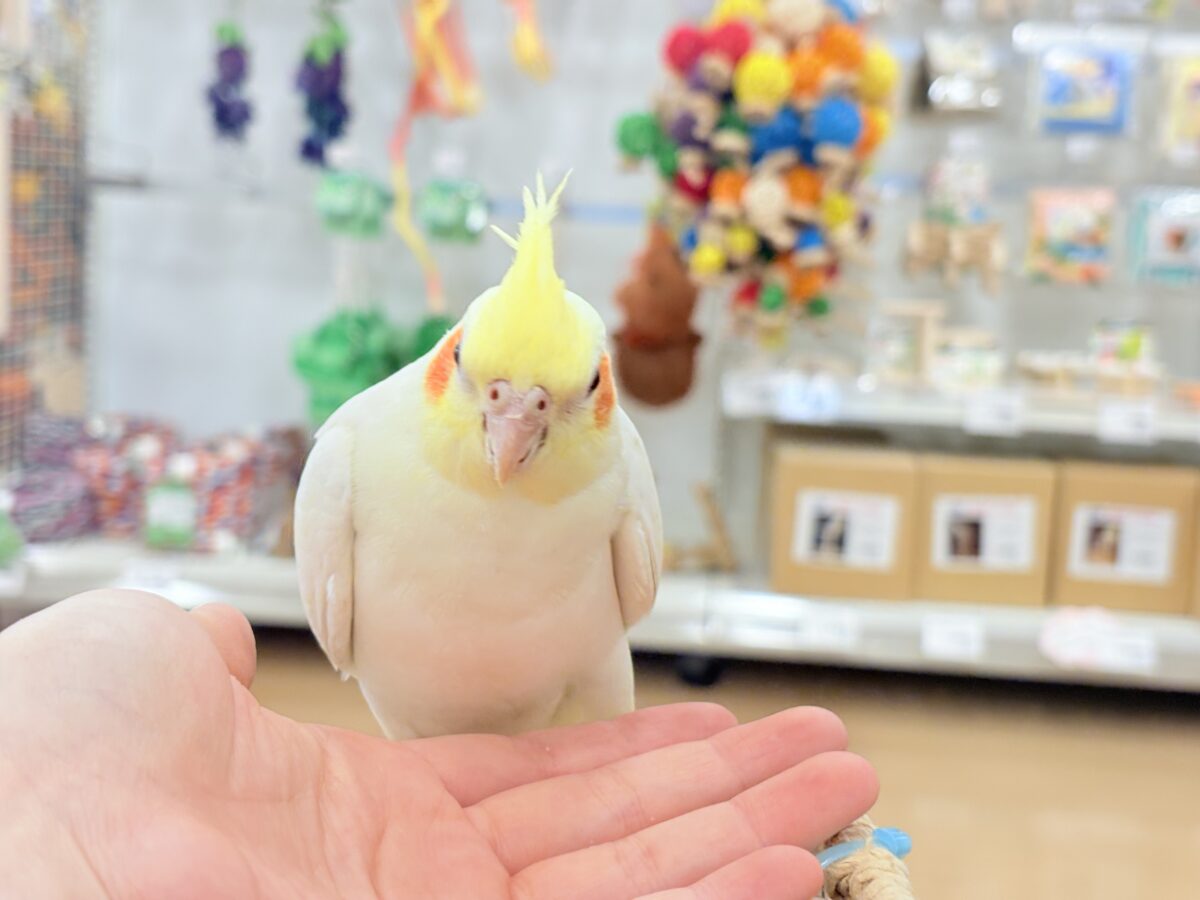 オカメインコ