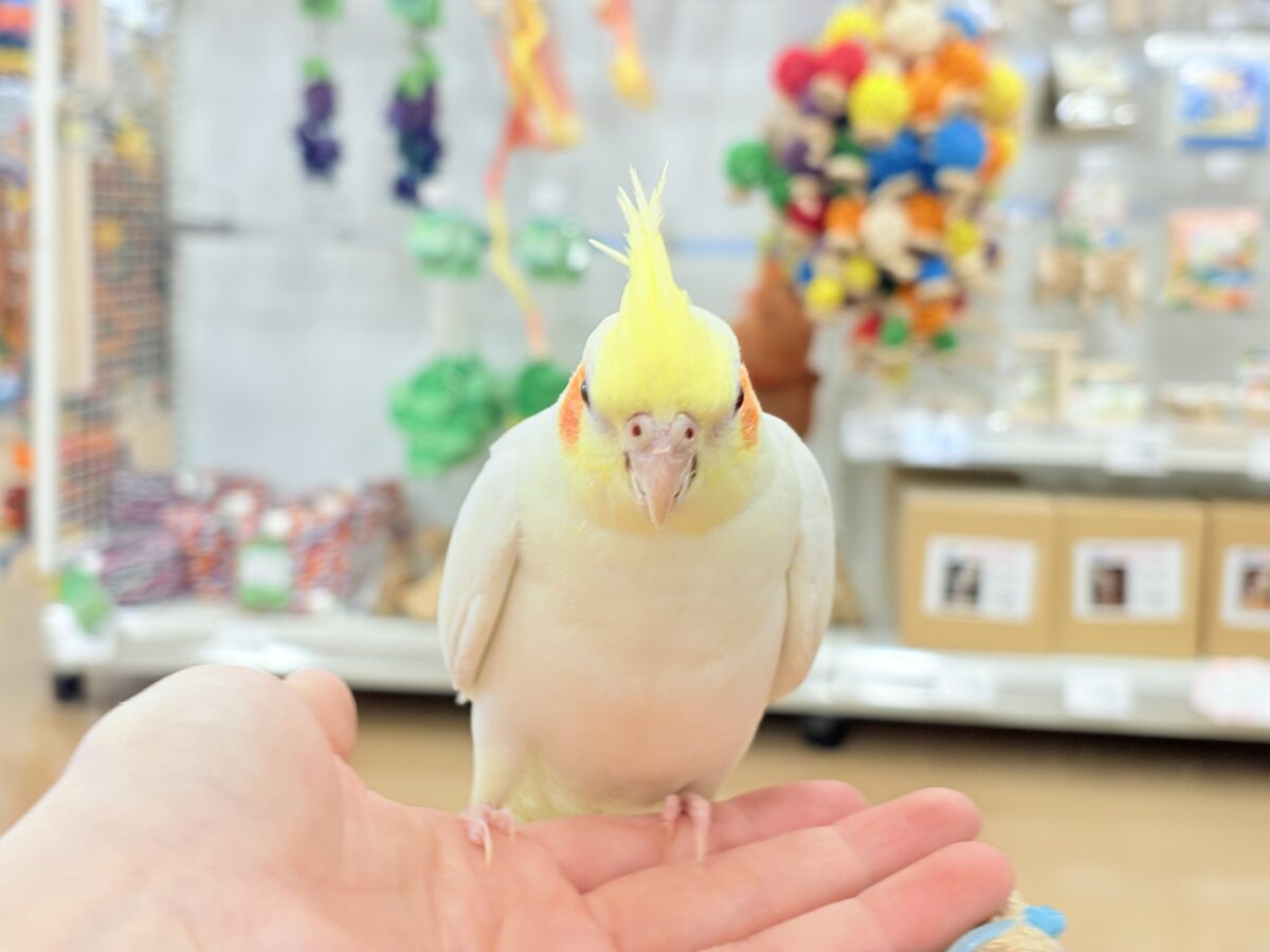 オカメインコ