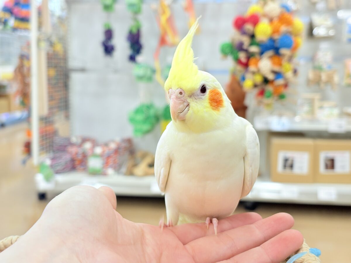 オカメインコ
