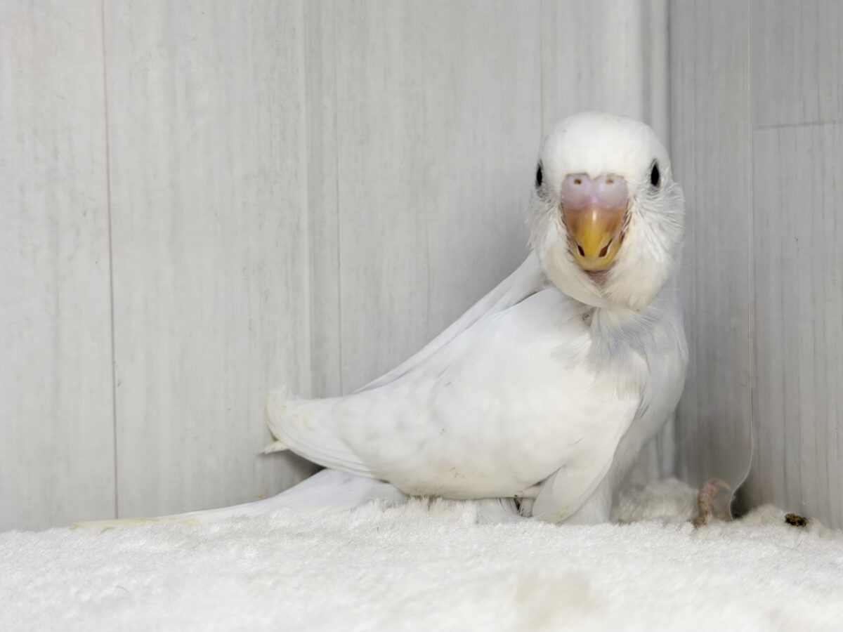 セキセイインコ