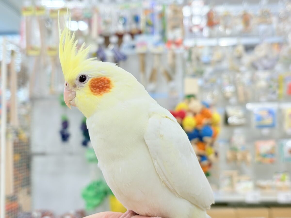オカメインコ