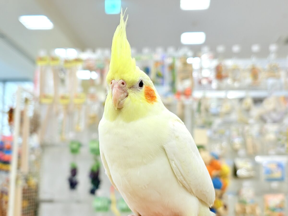オカメインコ