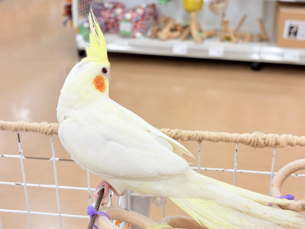 オカメインコ