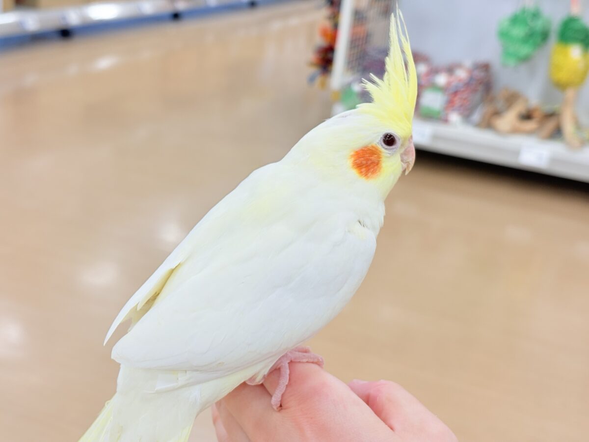 オカメインコ