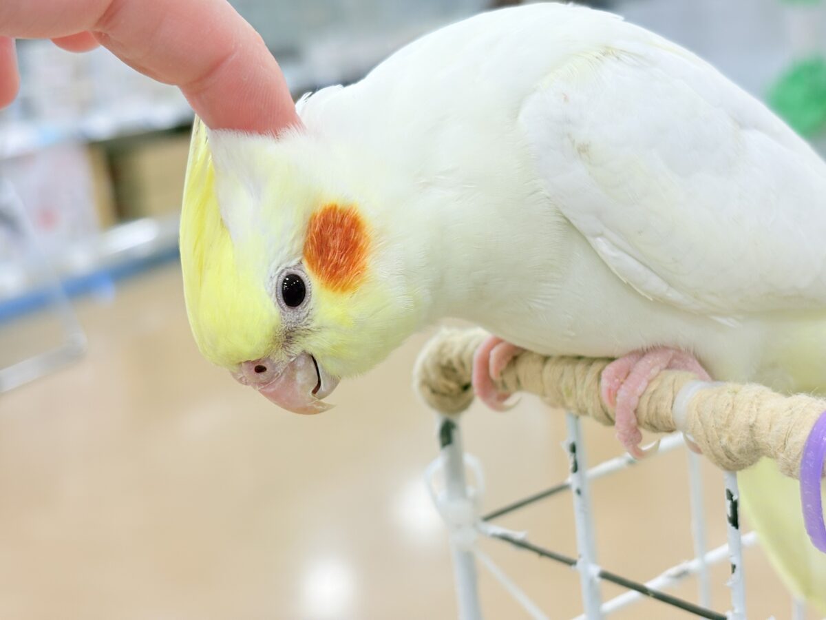 オカメインコ