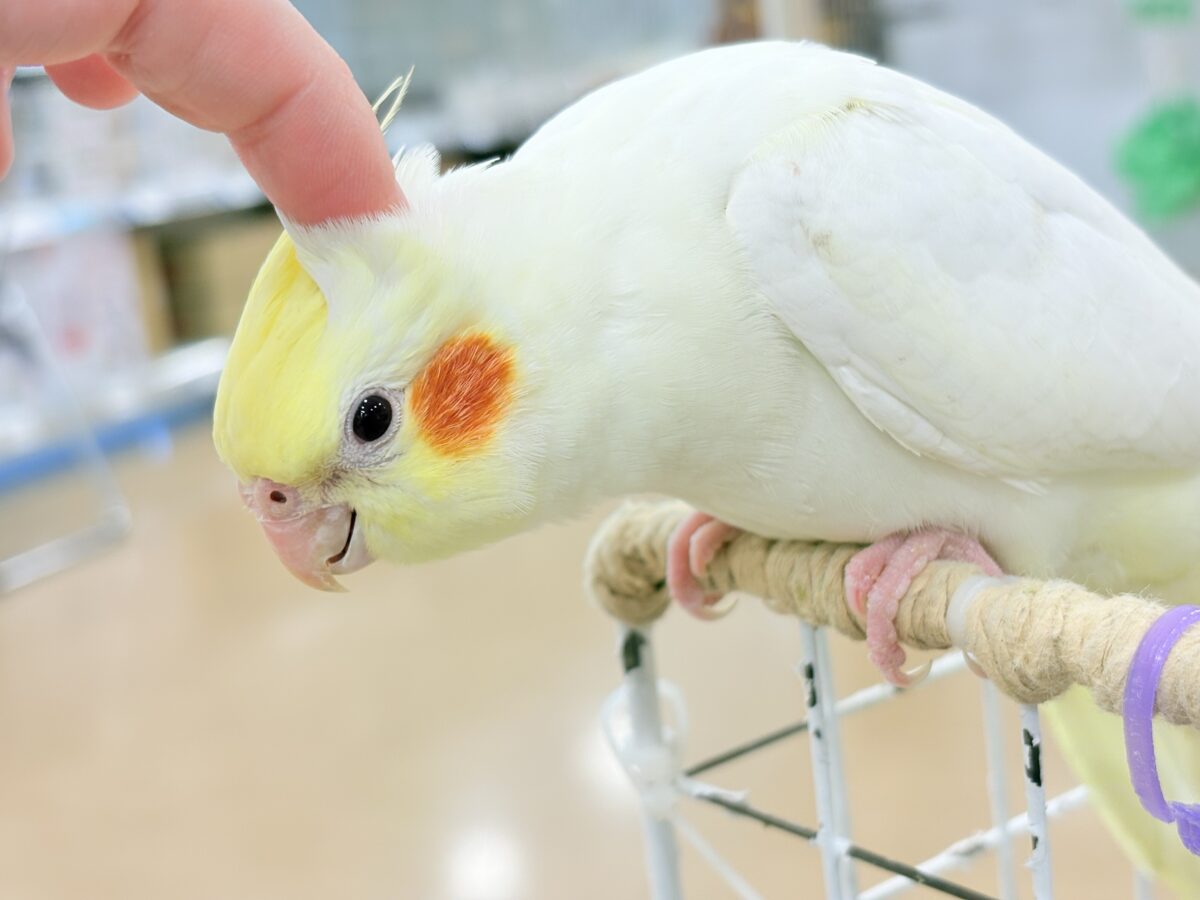 オカメインコ