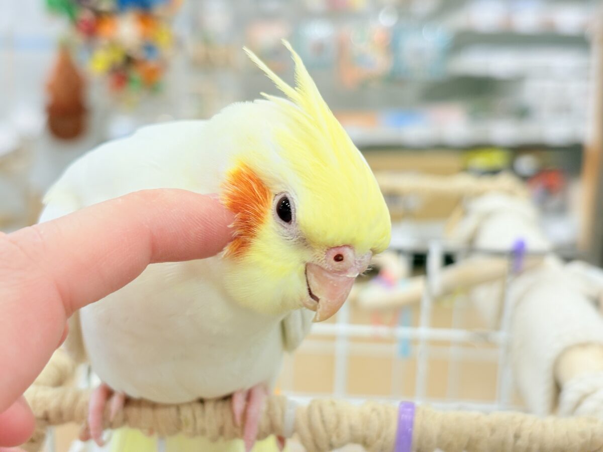 オカメインコ
