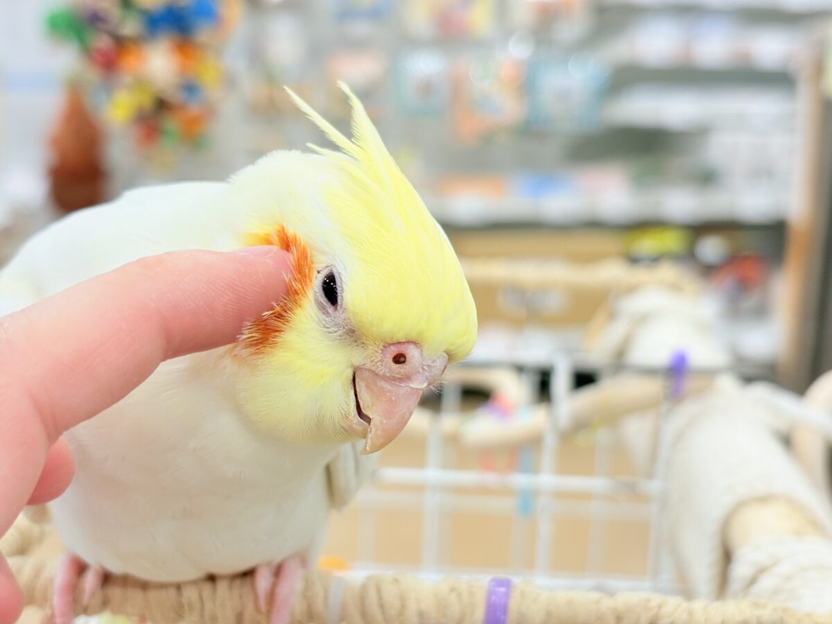 オカメインコ