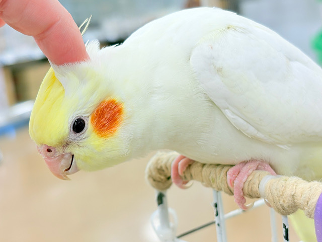 ずっしり♡かっこよく成長してるよ♡オカメインコ(ルチノー)