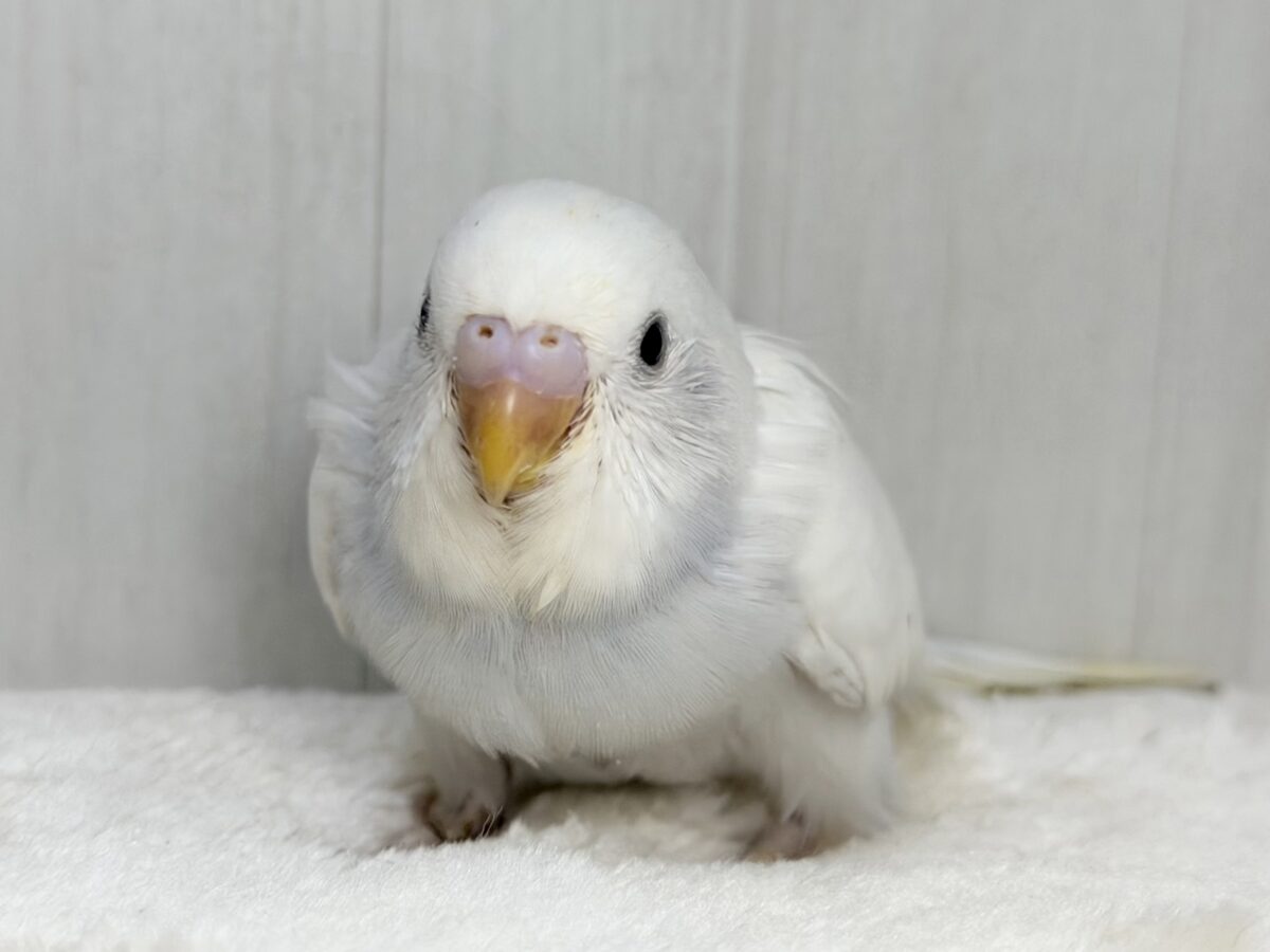 やっぱり綺麗だよねぇ🩷️セキセイインコのヒナ(白のダブルファクター)入荷しました❤️