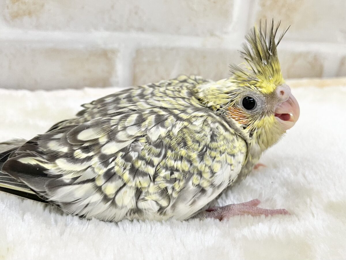 オカメインコ