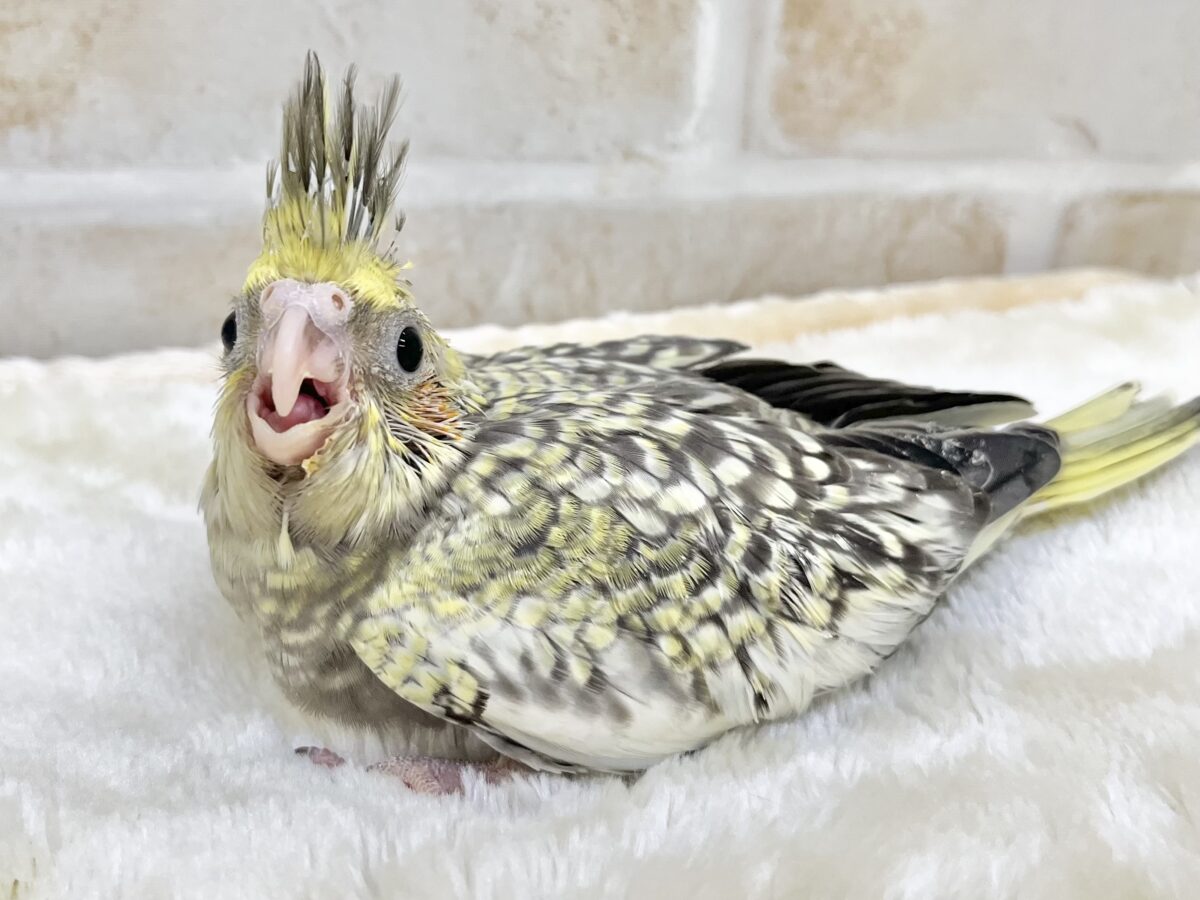 オカメインコ