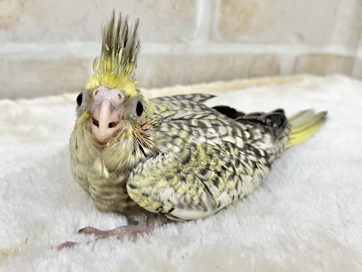 オカメインコ