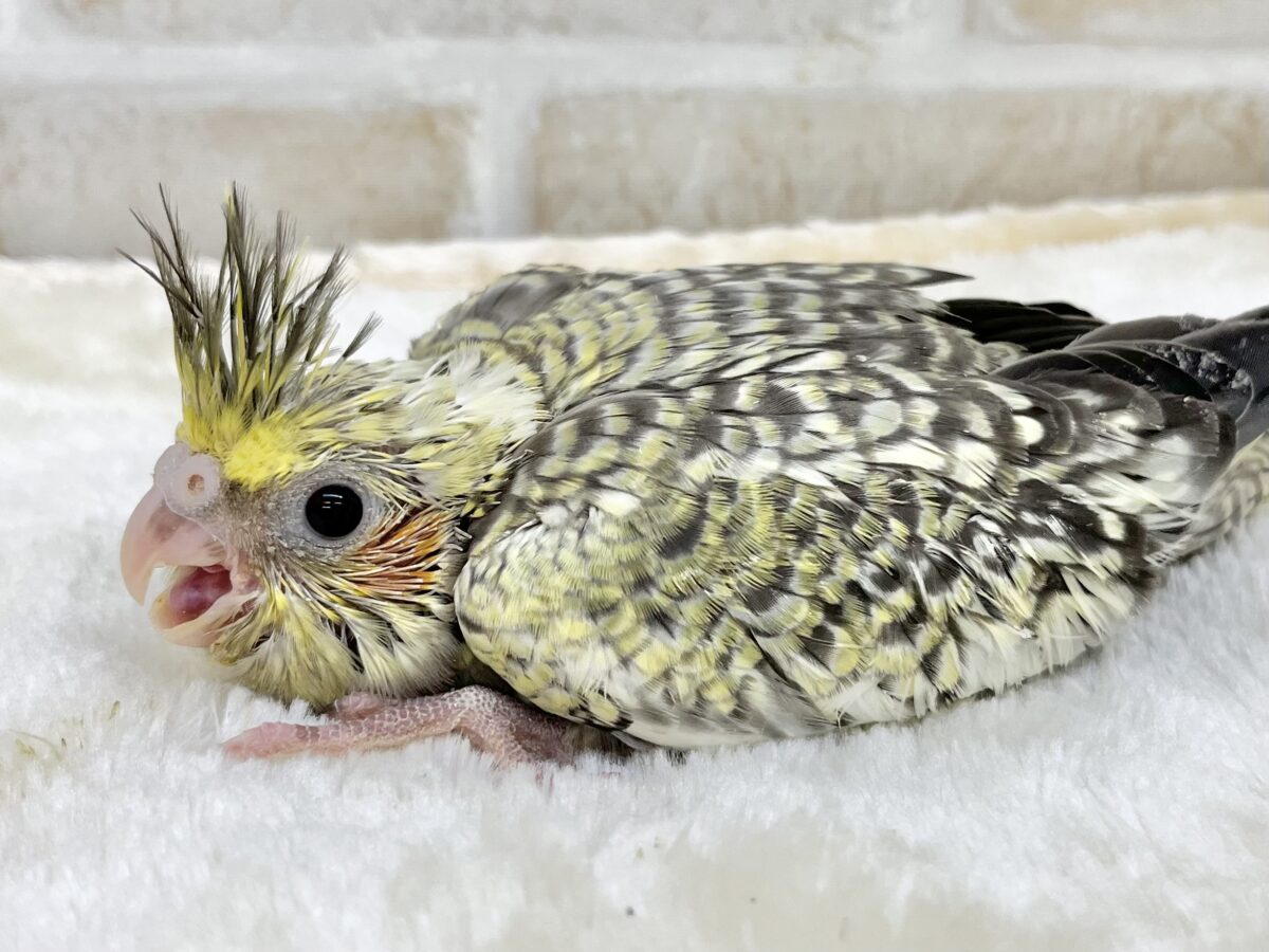 オカメインコ