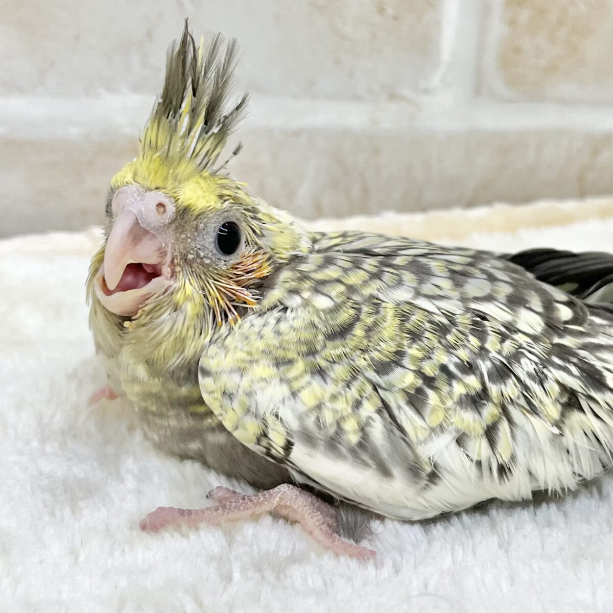 スパンコールみたいな模様✨　オカメインコ（パール）