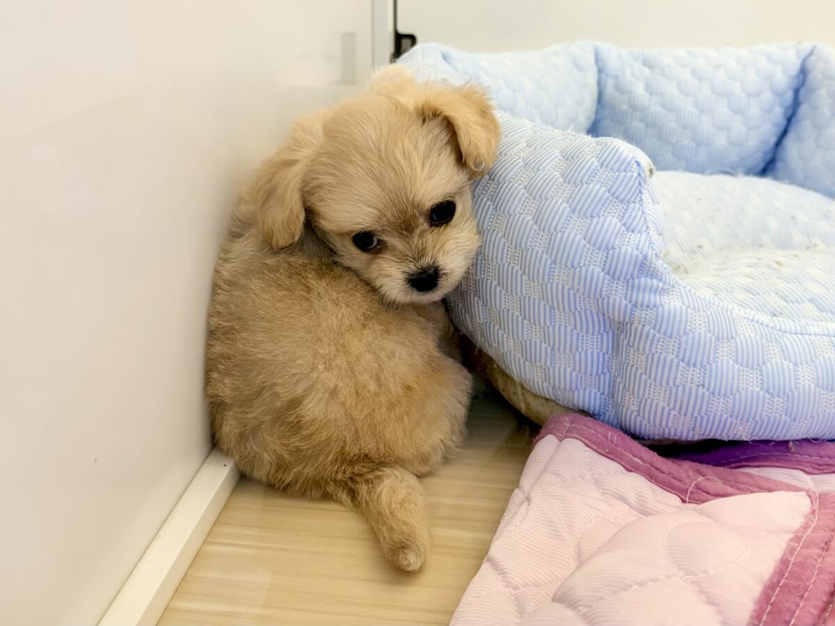 チワプー