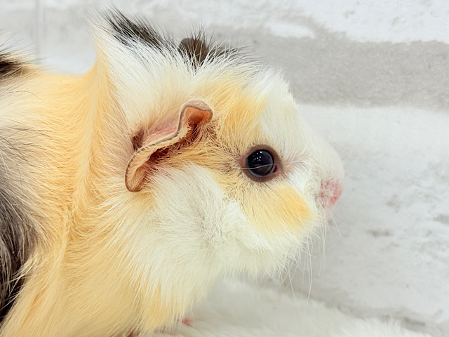ツムジたくさん🌀くせ毛ヘアー🐹🌿アビシニアンモルモット(男の子)