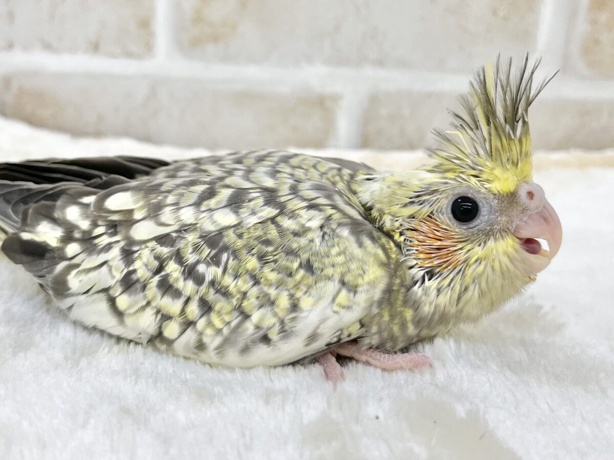 オカメインコ
