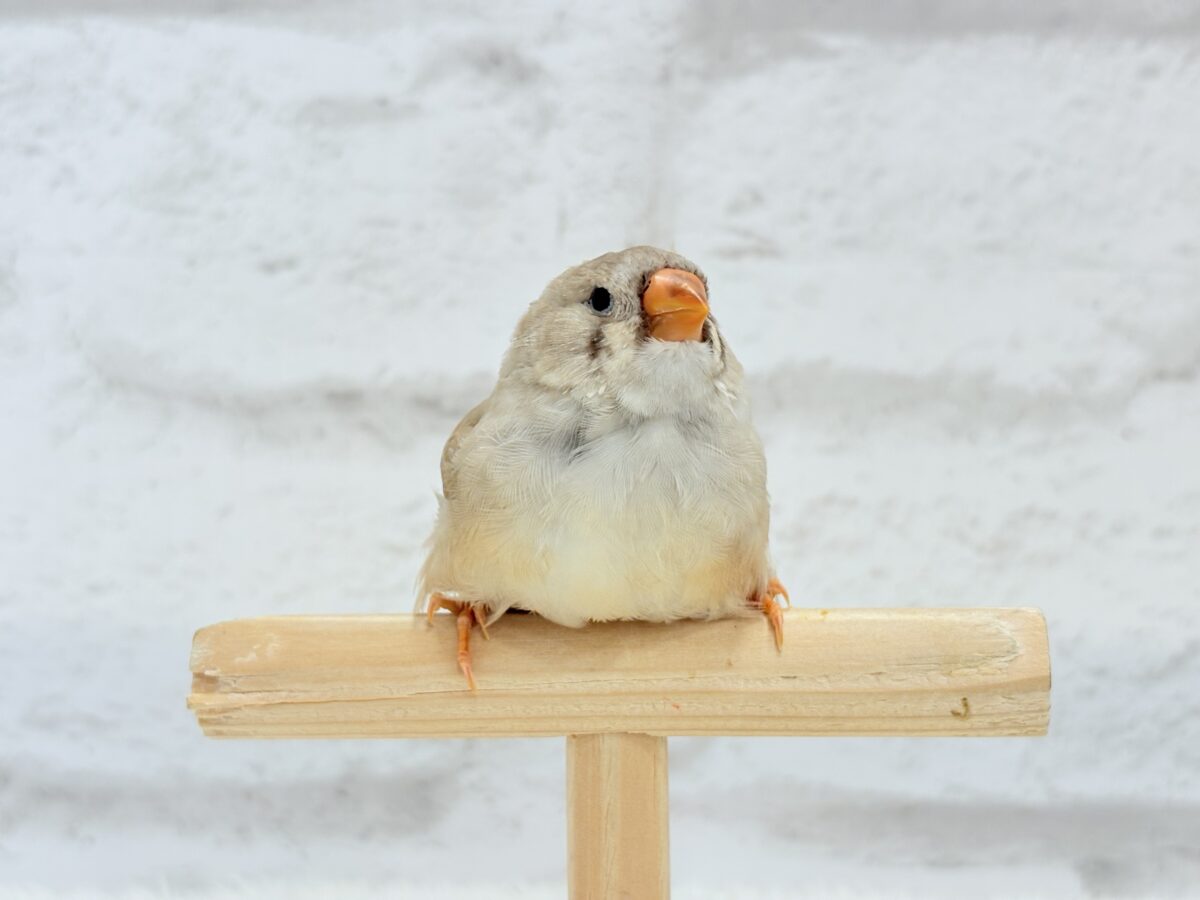 【最新画像更新🪄もうすぐひとり餌☆】むっちむちのラテカラー🐥☕️ジャンボキンカチョウ(フォーン) ヒナ ジャンボキンカチョウ
