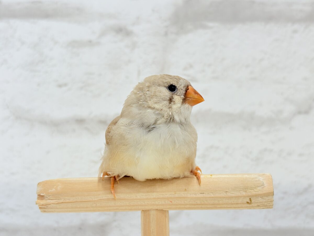 【最新画像更新🪄もうすぐひとり餌☆】むっちむちのラテカラー🐥☕️ジャンボキンカチョウ(フォーン) ヒナ ジャンボキンカチョウ