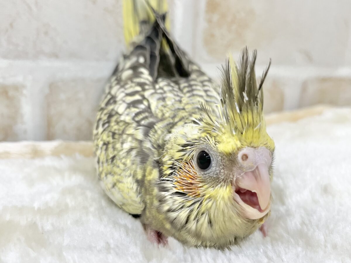 オカメインコ