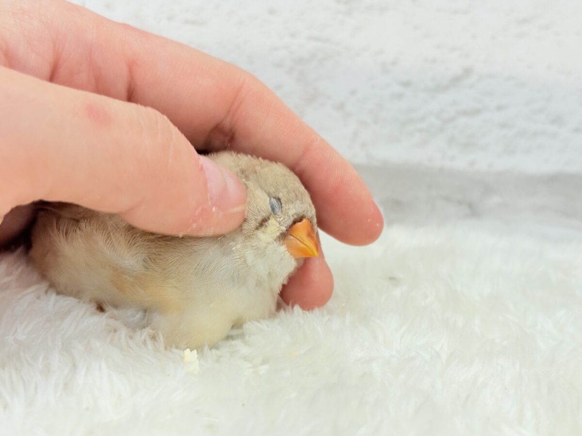 ジャンボキンカチョウ