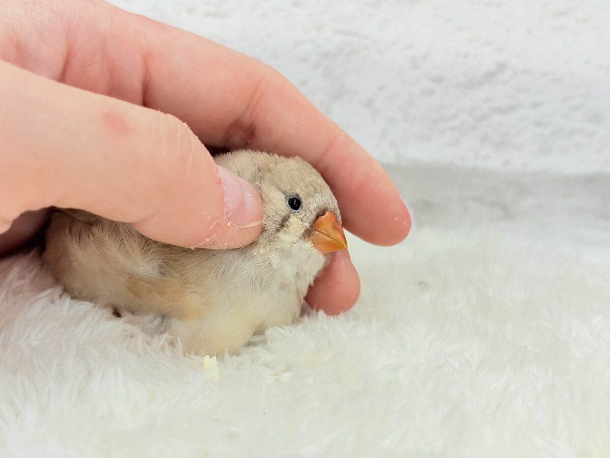 ジャンボキンカチョウ