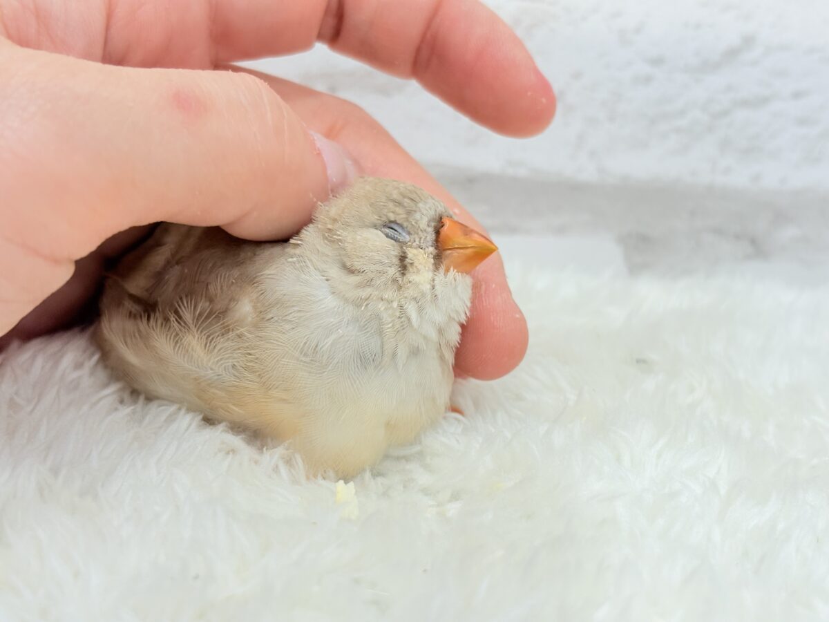 【最新画像更新🪄もうすぐひとり餌☆】むっちむちのラテカラー🐥☕️ジャンボキンカチョウ(フォーン) ヒナ ジャンボキンカチョウ