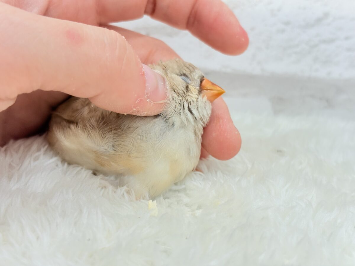 【最新画像更新🪄もうすぐひとり餌☆】むっちむちのラテカラー🐥☕️ジャンボキンカチョウ(フォーン) ヒナ ジャンボキンカチョウ