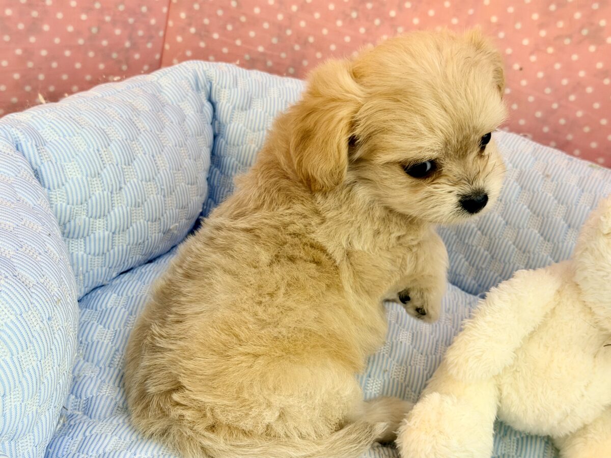 チワプー