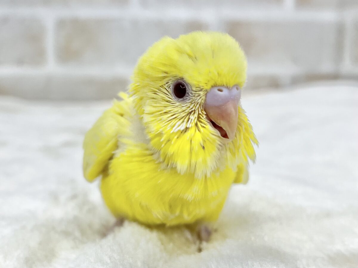 セキセイインコ