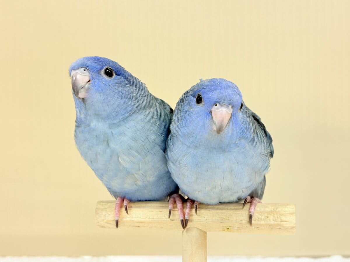 サザナミインコ
