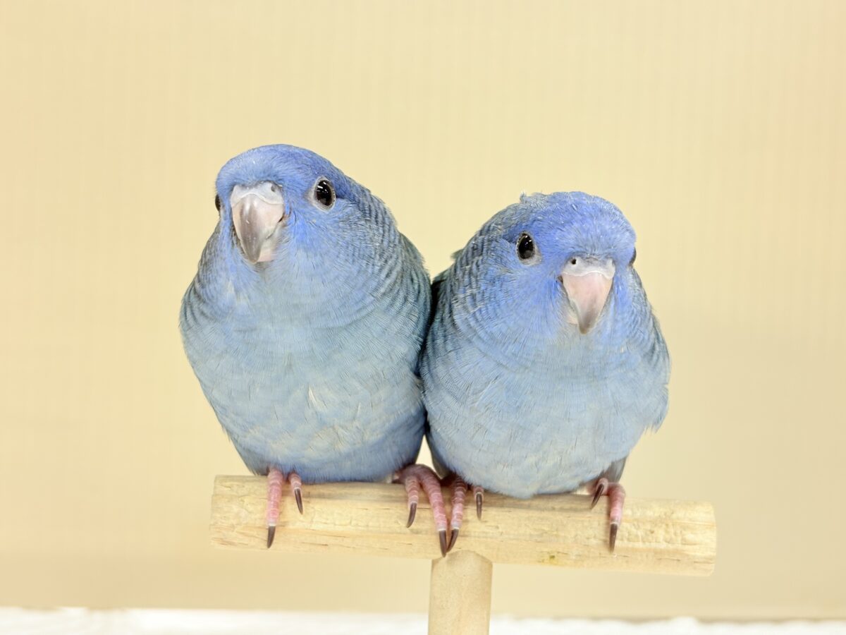 サザナミインコ