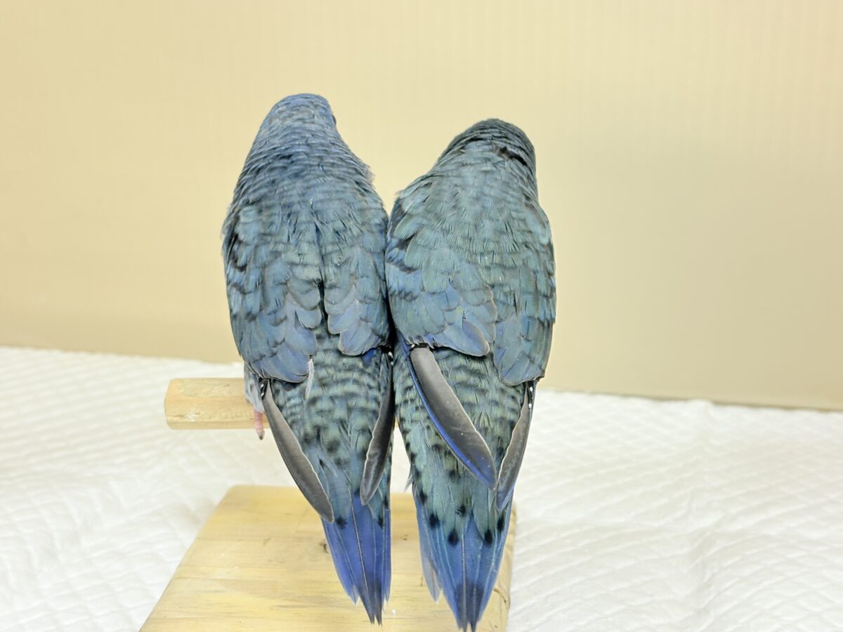 サザナミインコ