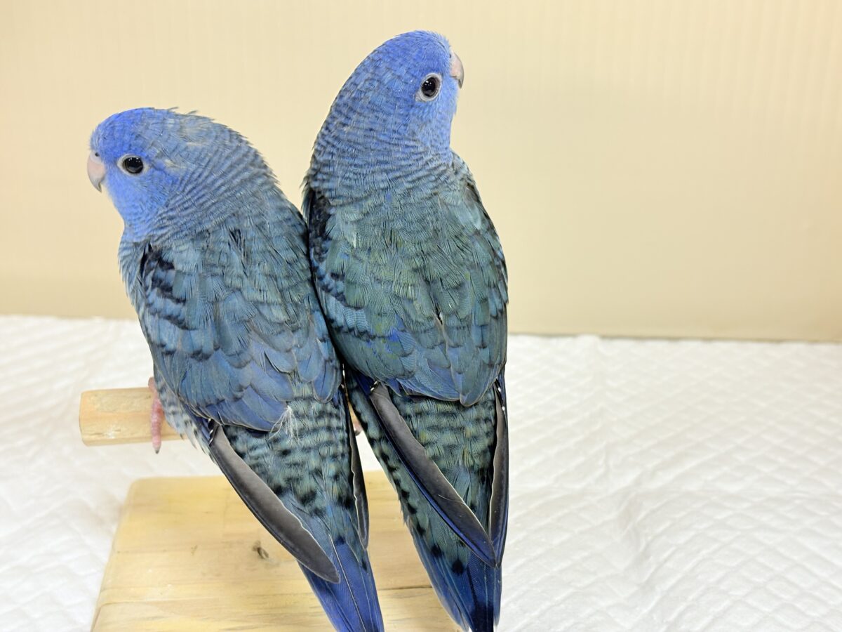 サザナミインコ