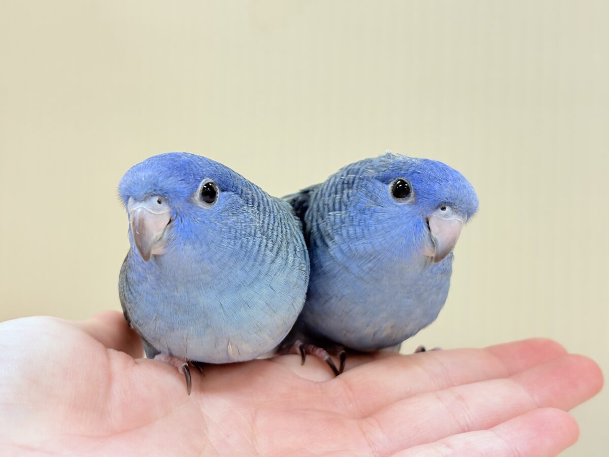 サザナミインコ