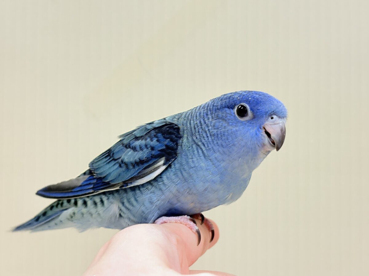 サザナミインコ