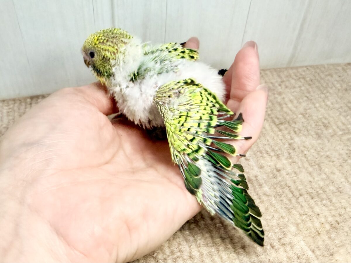 セキセイインコ