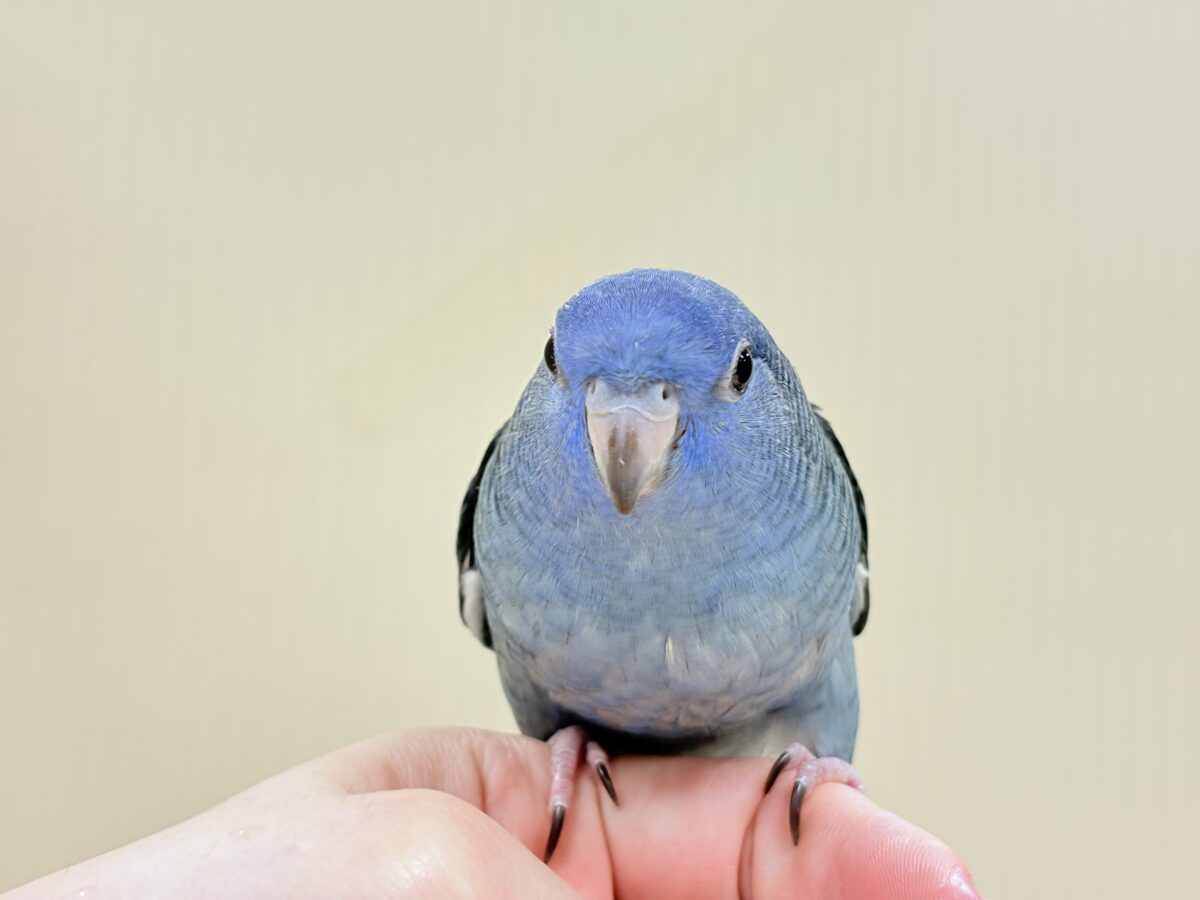 サザナミインコ