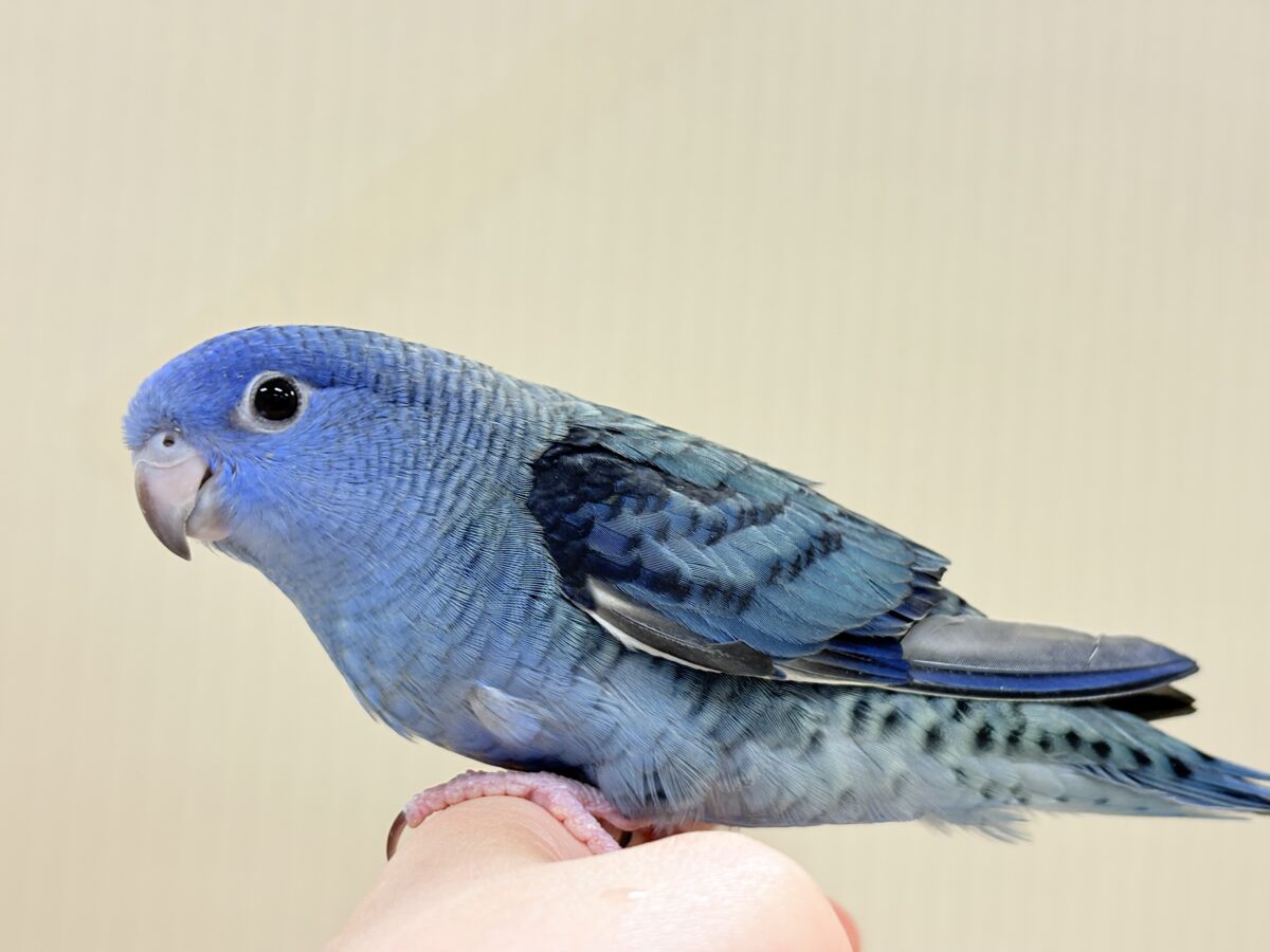 サザナミインコ