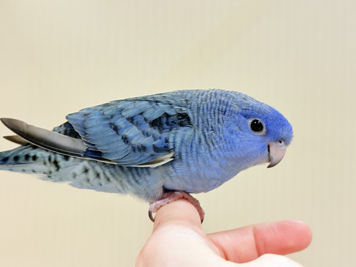サザナミインコ