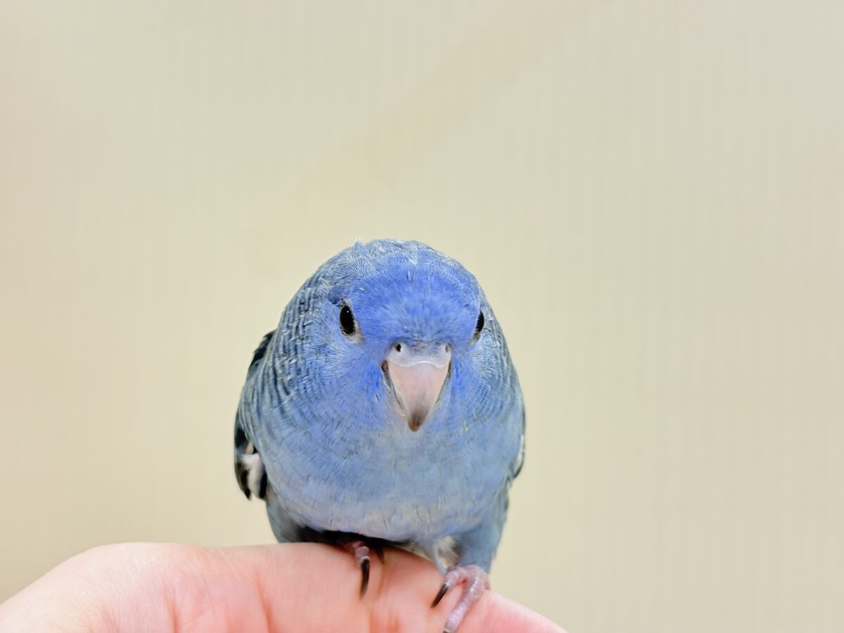 サザナミインコ