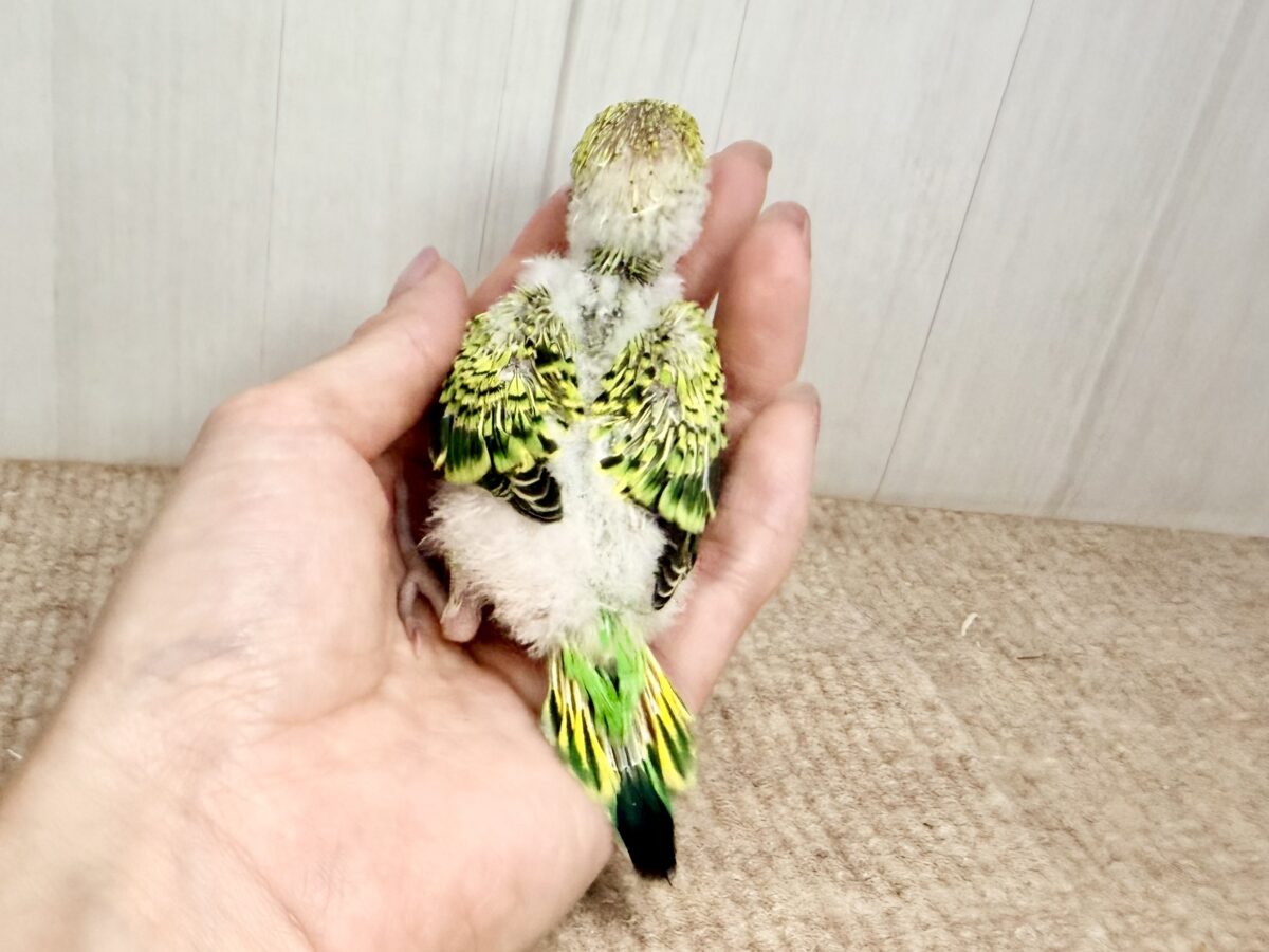 セキセイインコ